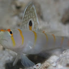 Randall's Shrimp Goby
