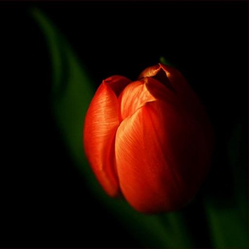 【免費個人化App】Tulips Free Live Wallpaper-APP點子