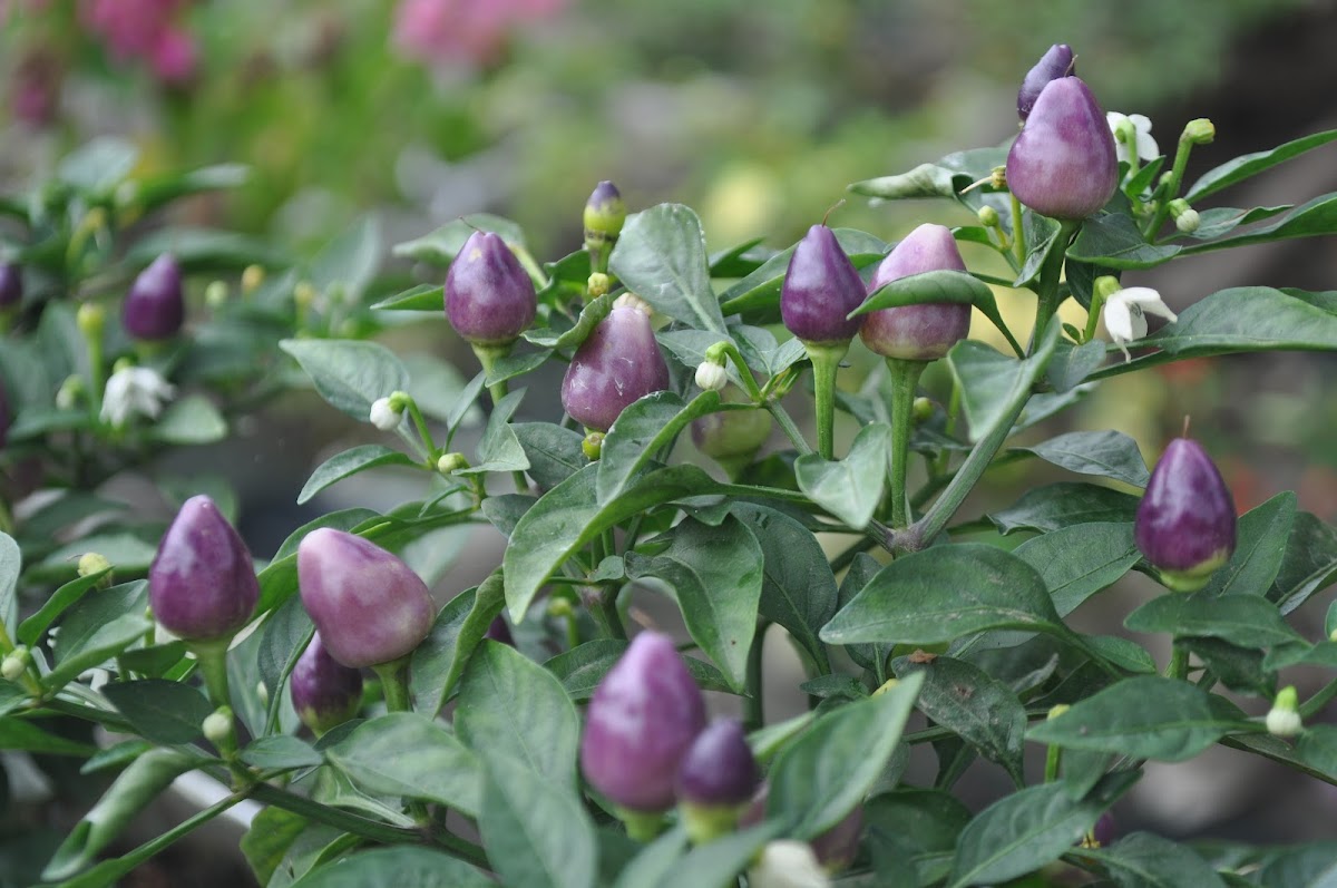 Purple Chili Plant