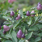 Purple Chili Plant