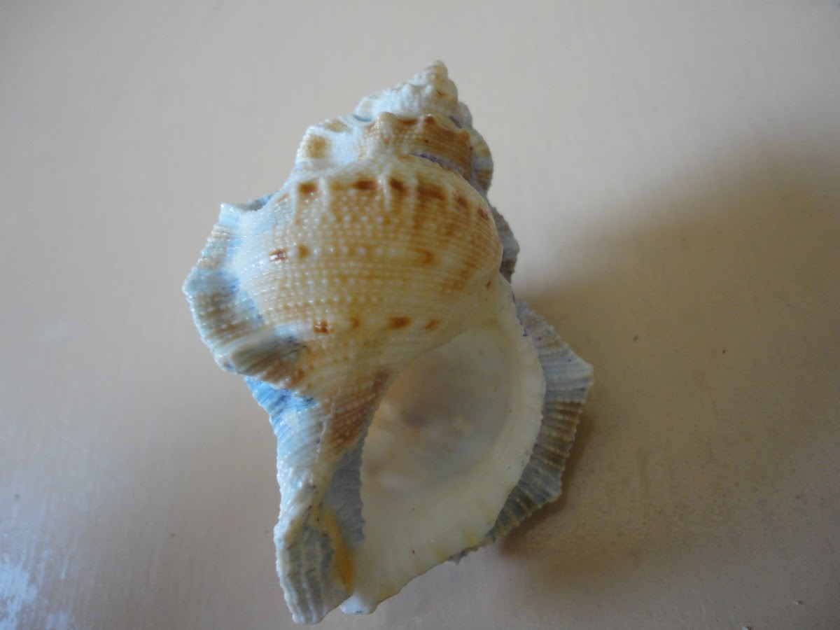 Gyrineum shell