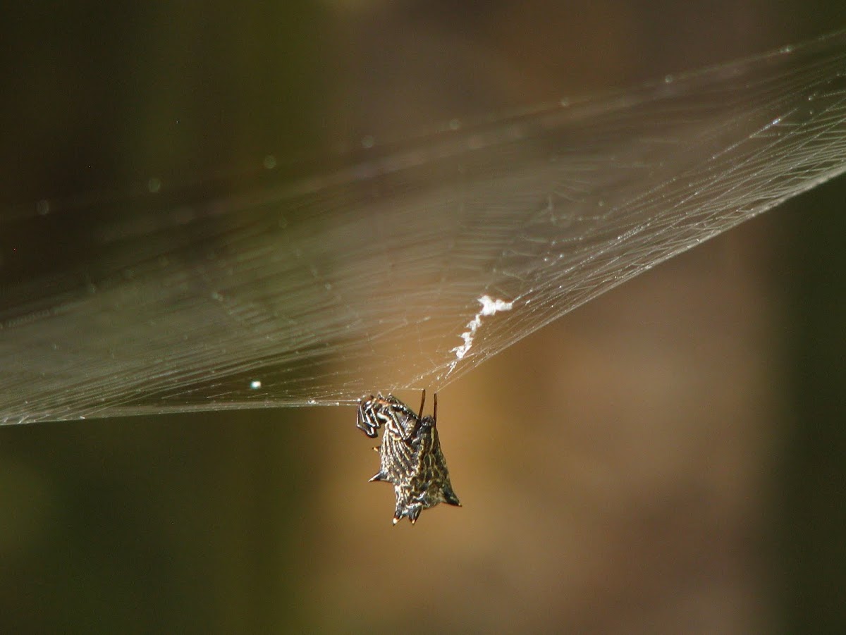 Spined micrathena spider