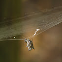 Spined micrathena spider