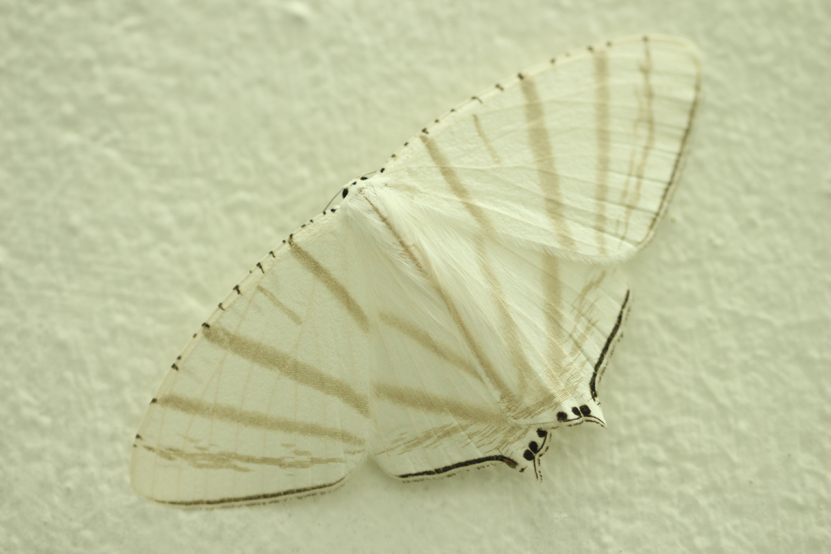 Upside down moth