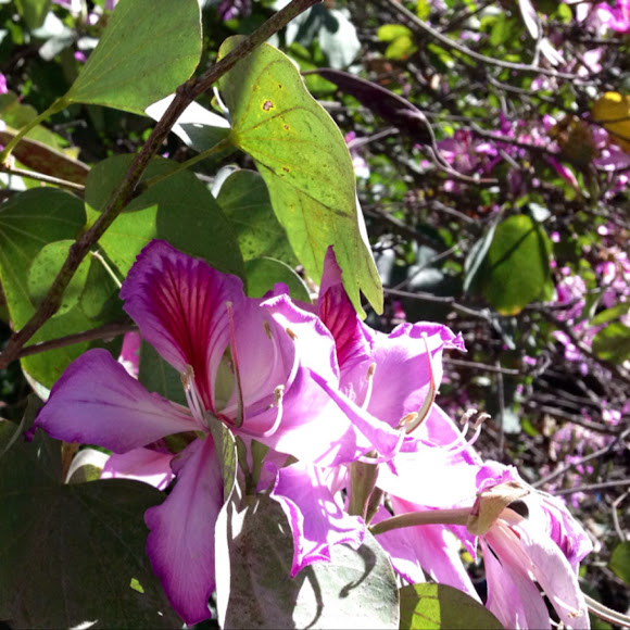 Árbol Orquídea, Purple orchid tree | Project Noah