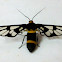 Wasp Mimic Moth