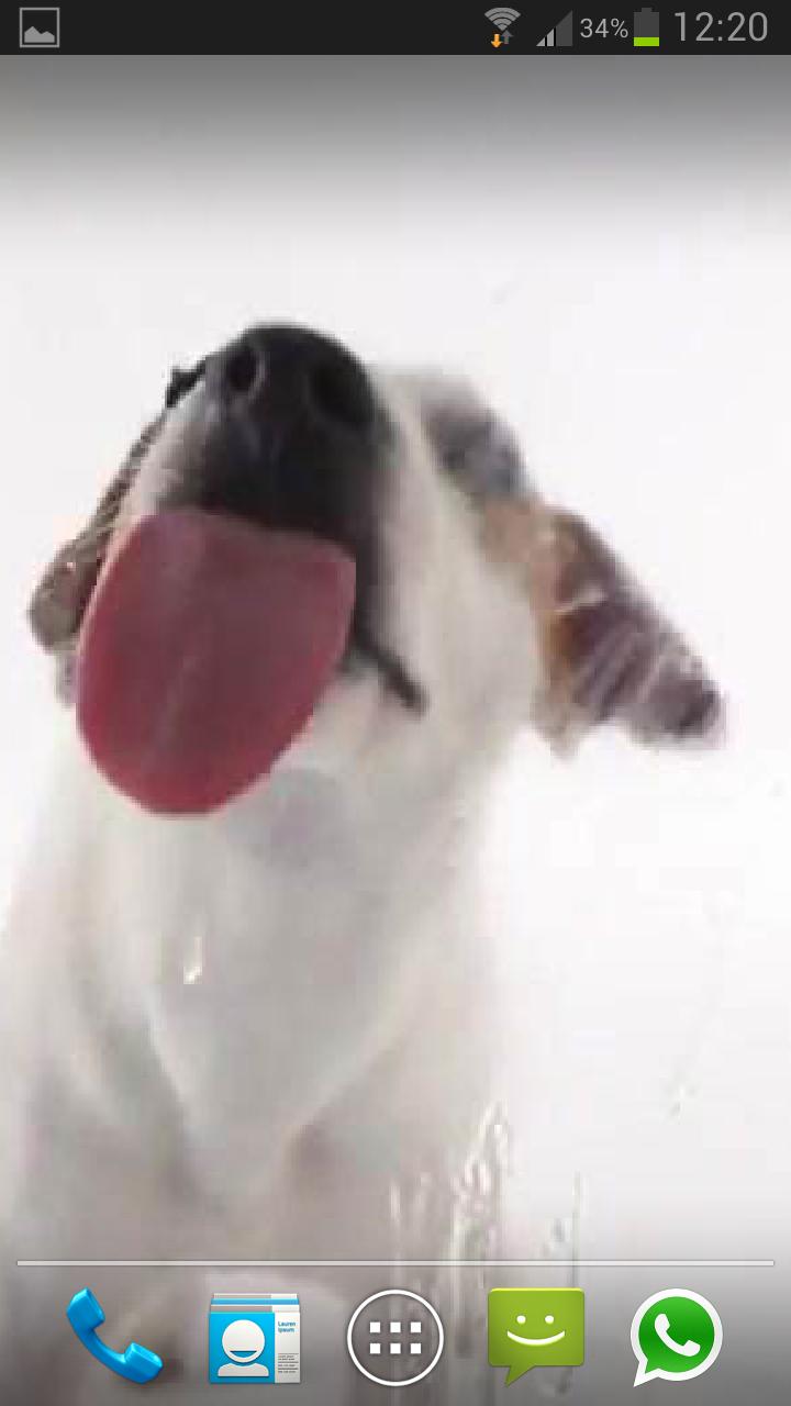DOG LICKS SCREEN LWP PRO Screen 2