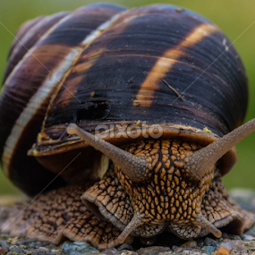 The face by Blagoja Pulceski - Animals Other