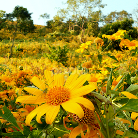 Golden Beauty  by Subhadeep Das - Flowers Flowers in the Wild