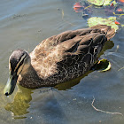 Pacific Black Duck