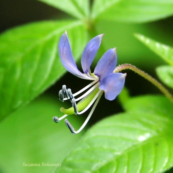 Fringed Spiderflower