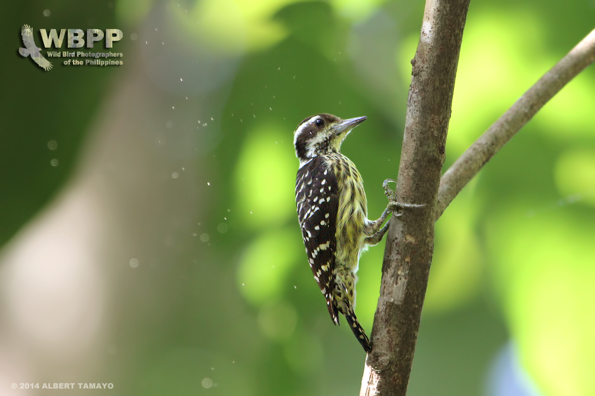 Philippine pygmy woodpecker