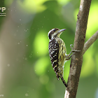 Philippine pygmy woodpecker