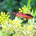 Orange Assassin Bug