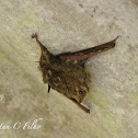 Brazilian Long-nosed Bat