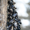 california mussle