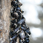 california mussle