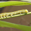 Common Emigrant Caterpillar