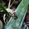 Colostethus frog