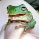 Dumpy Tree Frog