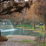 菁芳園 Tenway Garden／花園餐廳／落羽松