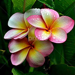 Pink Frangipani 41 by Mark Zouroudis - Flowers Flowers in the Wild