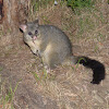 Brushtail possum
