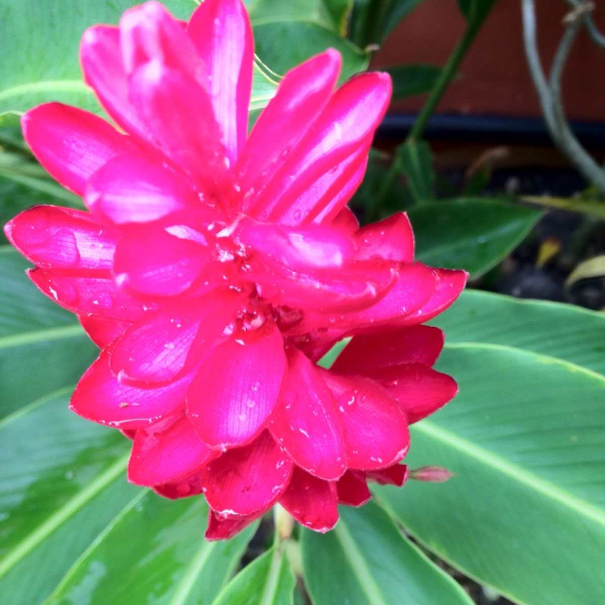 Ostrich Plume,Pink Cone Ginger,Red Ginger