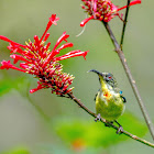 Luzon Sunbird ♂