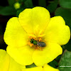 Emerald Carpenter Bee