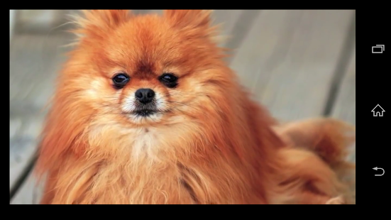 Free Funny dog TV - Video Search APK