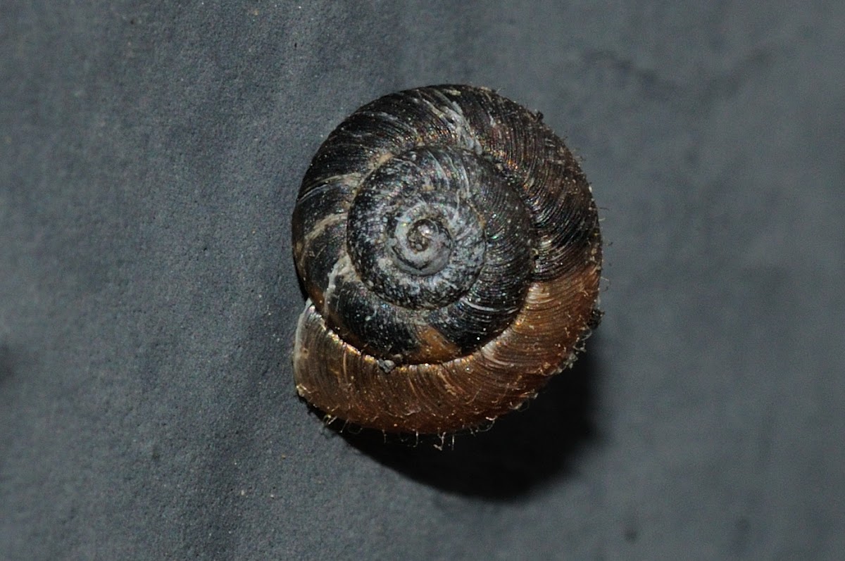 Hairy snail