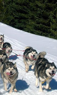 How to download Alaskan Malamutes Puzzle lastet apk for pc