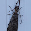 Eastern Dobsonfly, male