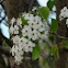 bradford pear tree flower