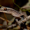 Zigzag Velvet Gecko