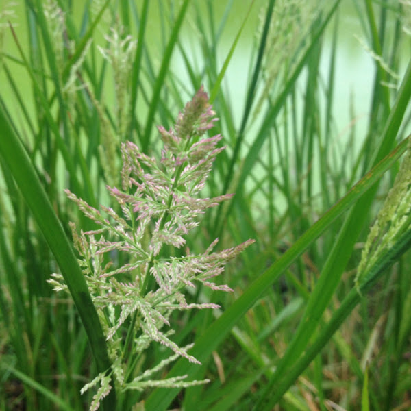Redtop panicgrass Project Noah