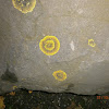 Yellow Scale Lichen?