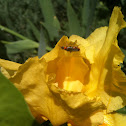 Yellow iris and bug