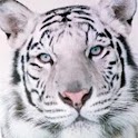 White Tiger HD Live Wallpaper logo