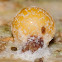 Cannonball fungi