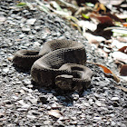 Cottonmouth Snake