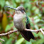 Magnificent hummingbird female