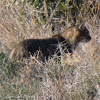 Wildcat; Gato Montés