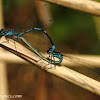 Common Blue damselfly