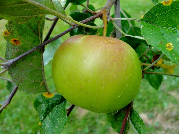 What Is A Jonathan Apple Tree? – ORSJO