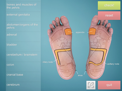 Lastest Drag&Drop Reflexology (foot) APK