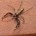 Bronze Aussie Jumping Spider