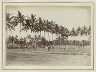 Veld met grazende dieren