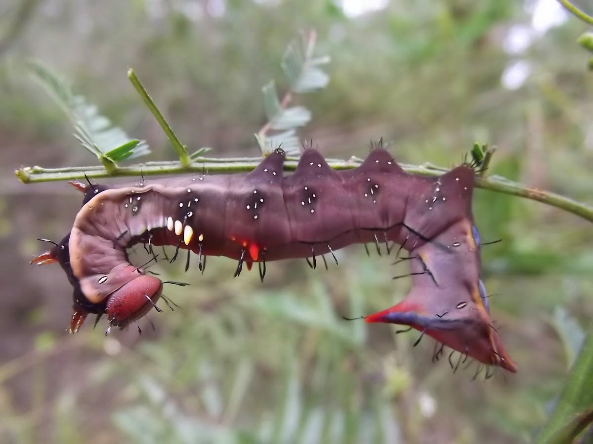 Wattle moth caterpillar